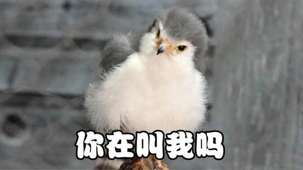 长着呆萌可爱的脸，做着凶猛的事，这种毛茸茸的小鸟表里不一