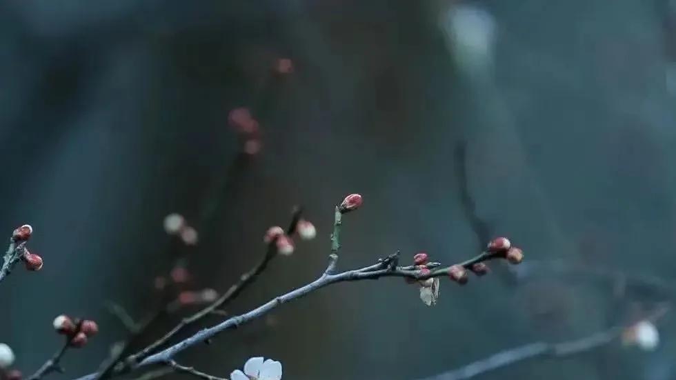 |散文：二月，安静于春天的美