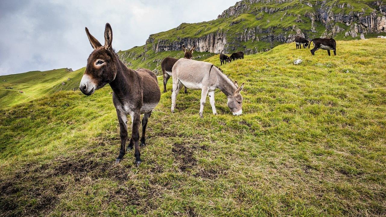 催收|未来，AI是否会代替人工催收？