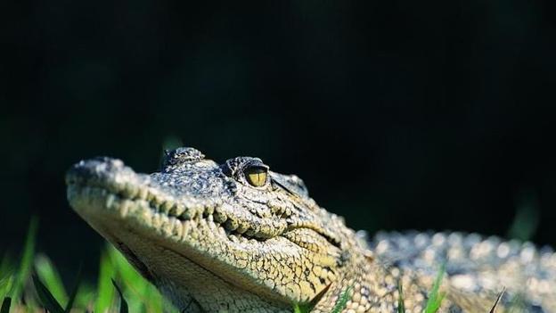 危险！遂宁男子河中抓到一条小鳄鱼 专家：外来物种，系人为放生