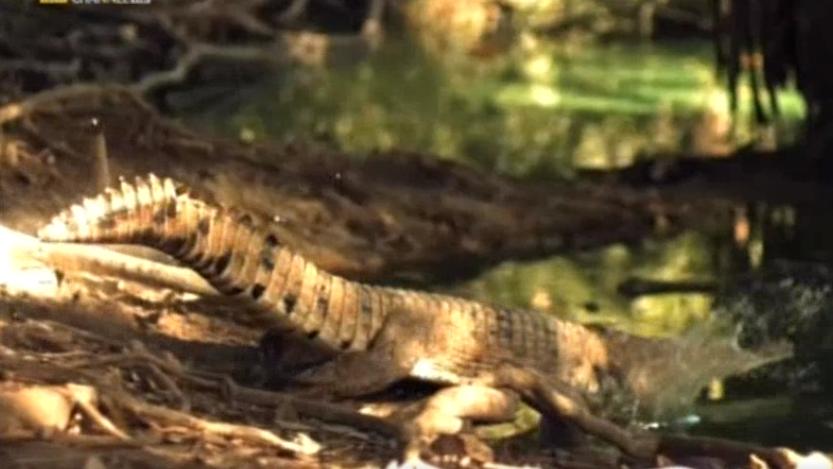 澳洲淡水鳄！一种会飞奔的陆生鳄鱼！