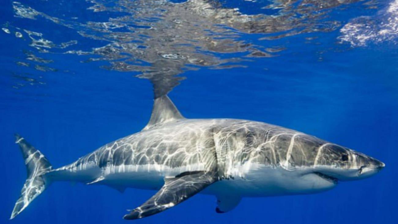 鲨鱼如何闻到几公里外的一滴血？兑了几公里海水竟还能找到源头？