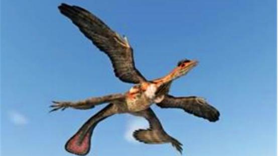 世界上唯一一种四只翅膀的鸟，曾被人认为是古凤凰的原型