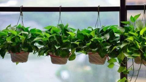 绿植除甲醛，效果怎么样？
