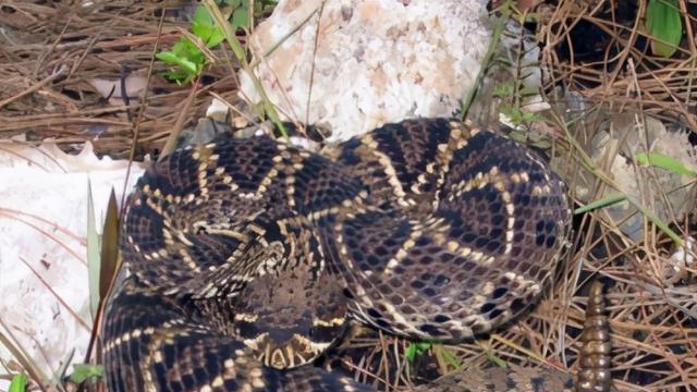 美洲蝮蛇，全球经济最发达之地，聚集着无数致命的毒蛇