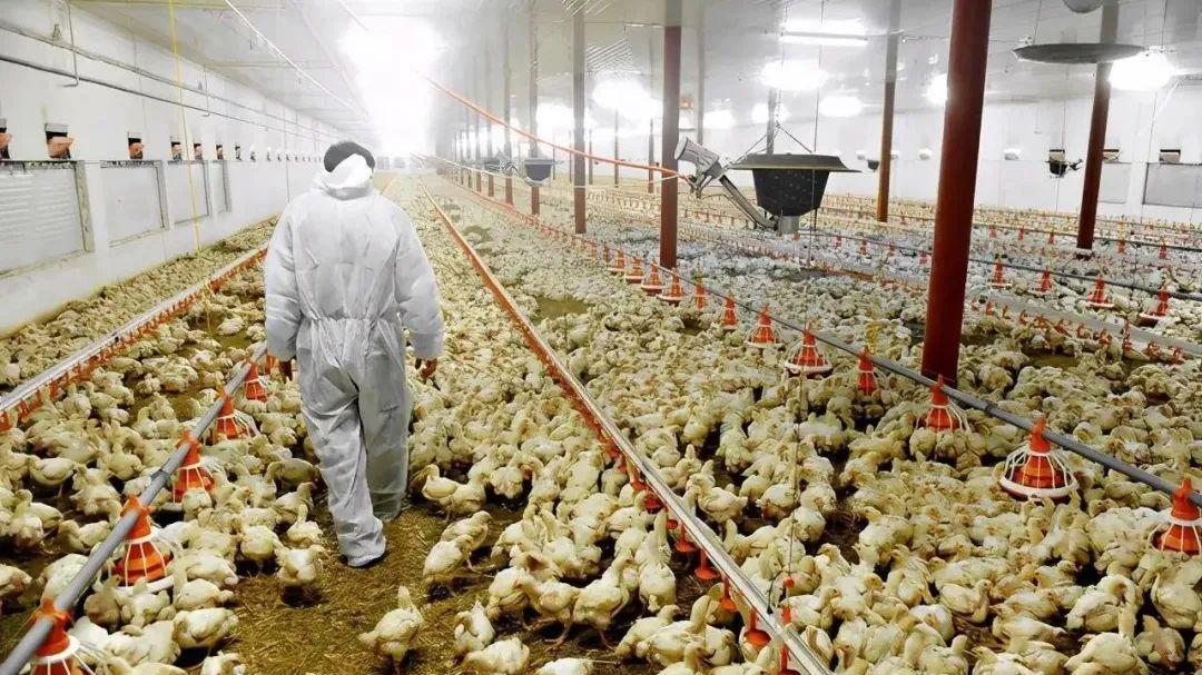 每年屠宰鸡1.6亿只，如今却被迫卖身，谁毁了“鸡肉大王”？