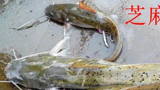 松江|钓鱼得认识鱼，不是啥鱼都能钓，这5种鱼钓到要放生