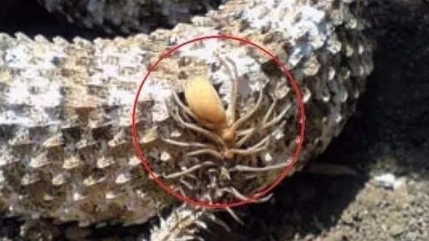 新物种！有着蜘蛛形态尾巴的蝰蛇，实力太强了：蛛尾拟角蝰
