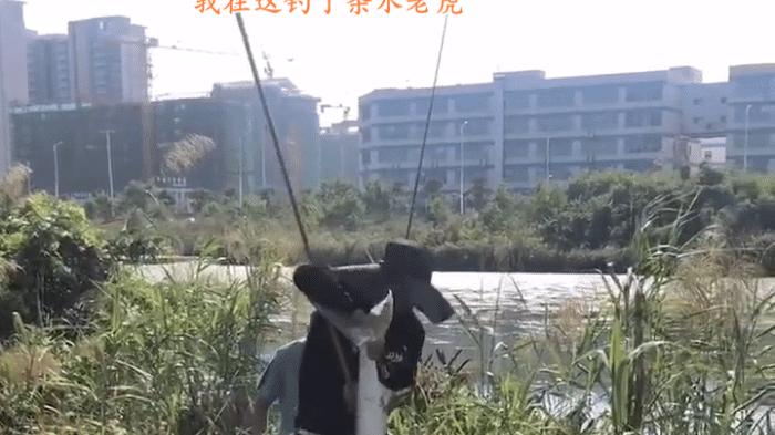 老虎|1.3米长水老虎被困小水塘，被人钓起时已瘦脱了形，网友：太惨了