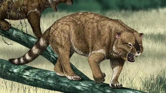 动物趣闻：消失的远古生物，有袋类动物中的猛兽——袋狮