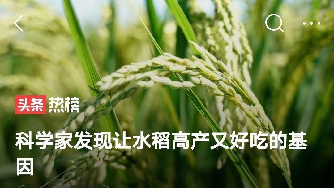 发现高产又好吃的水稻基因，基因工程能为粮食安全注入新动力吗？