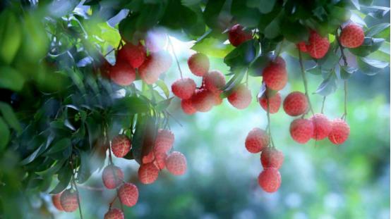 一颗荔枝卖55.5万！天价的挂绿母树荔枝，网友：堪比黄金吗？