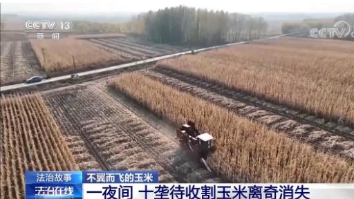 “10万斤玉米，一夜间凭空消失？”黑龙江哈尔滨，某村，村民王先生发现前一天还好好的玉米