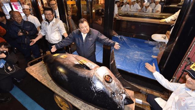 每小时80公里，金枪鱼为何会这么快？因为停下来它会死