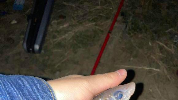 安徽|安徽芜湖：山下小河“花骨鱼”泛滥？钓鱼人：一夜钓了几十条