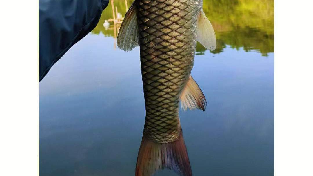 |如何钓草鱼？什么时候到钓底？怎么调漂浮？4个技巧帮你钓鱼答疑