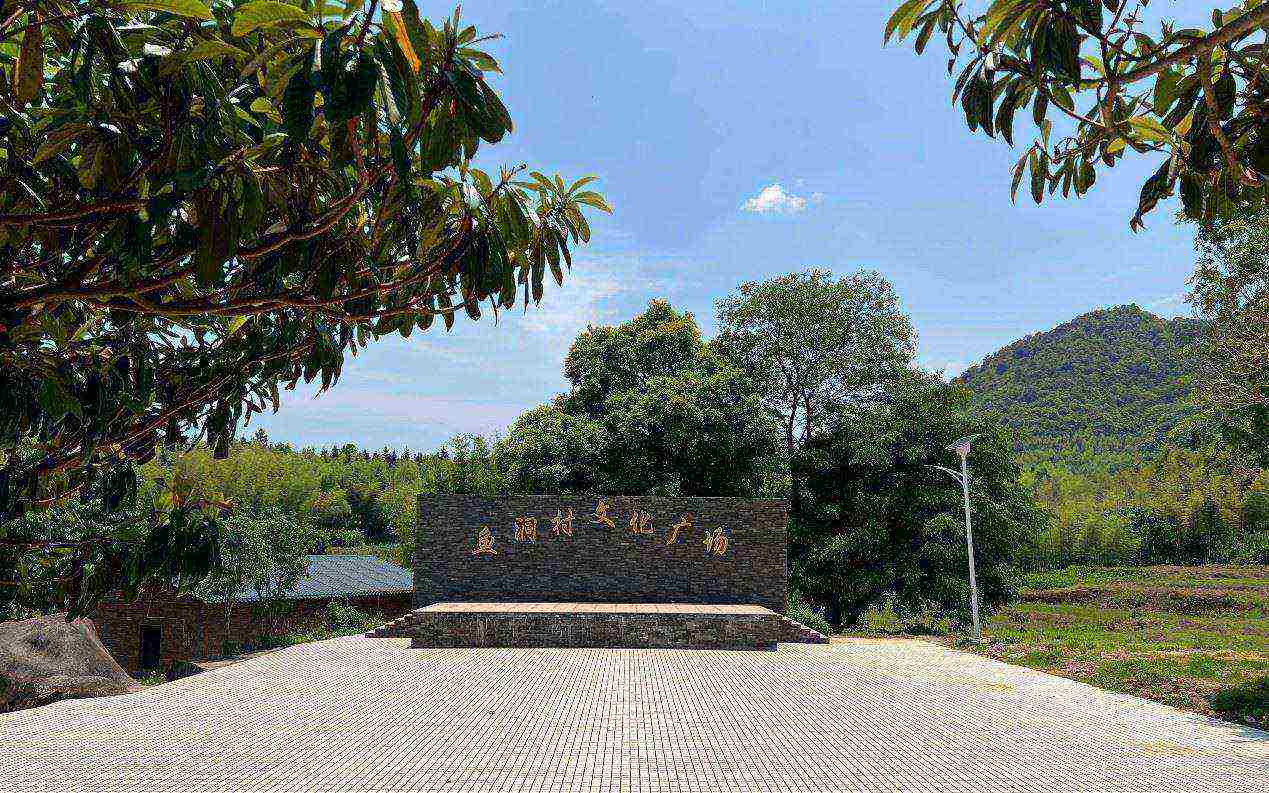 |从化｜胜过阿婆六的鱼洞村