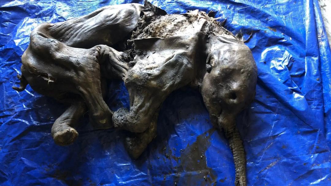 轰动全球！加拿大发现3万年前的猛犸象木乃伊，毫发未损