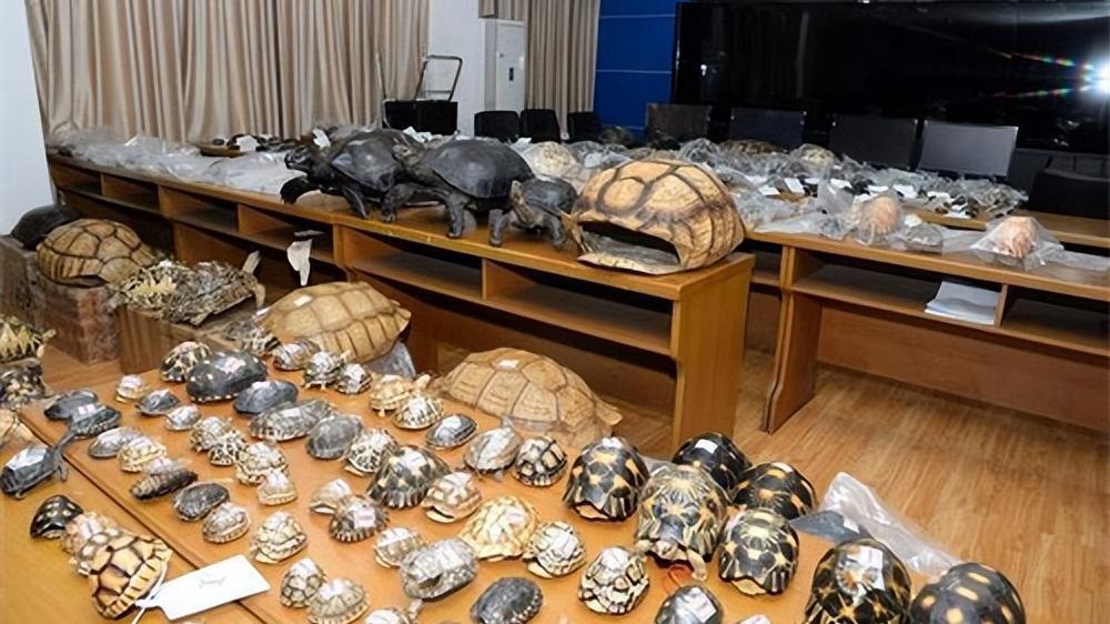 以案说法：网购野生动物制品犯法吗？