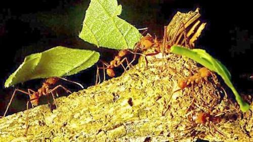为什么说“食叶蚁”是一种危害性强的昆虫