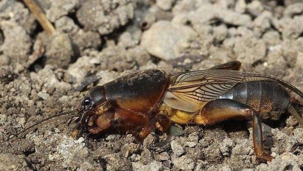 被称为“海陆空”的蝼蛄是害虫还是益虫？它有何弱点？