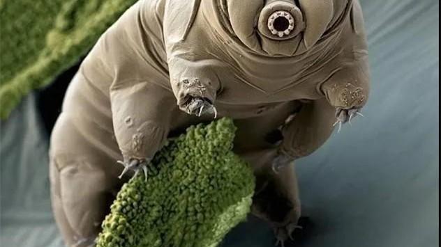 地球上能无视核武器的十种生物, 第二种已冲向了宇宙！