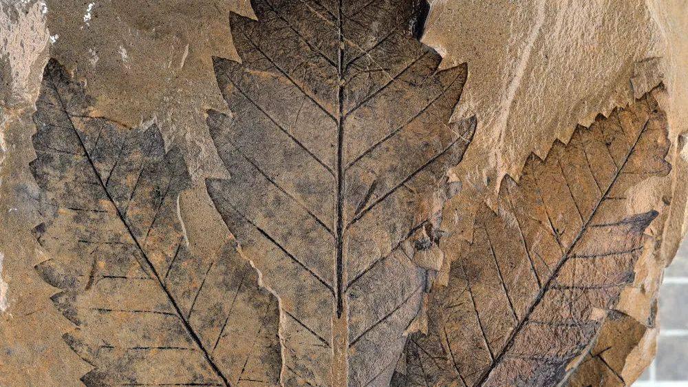 2.5亿年前陆地生命大灭绝，“主犯”是它？