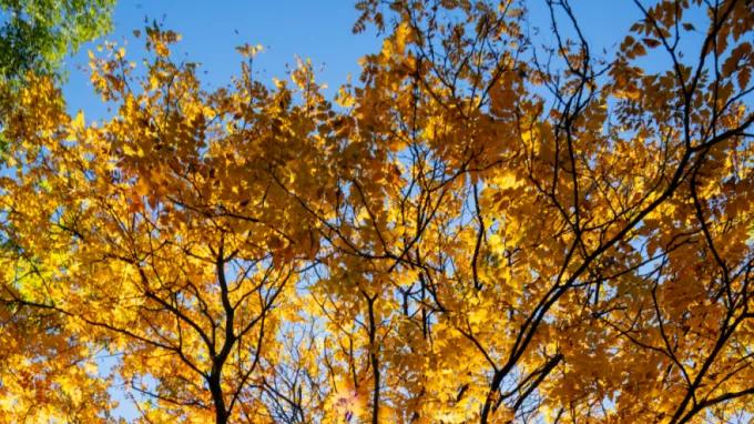 一扇窗就是整个秋天