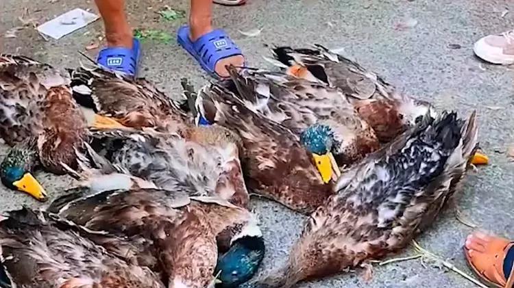 八旬老人挑30只死鸭赶集，70元一只比活物还好卖，到底怎么回事？