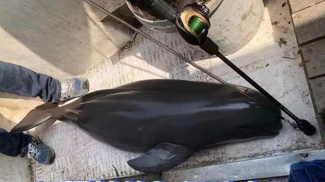 江豚|虚惊一场！“垂钓江豚”事件为假消息，是垂钓者下载的旧图