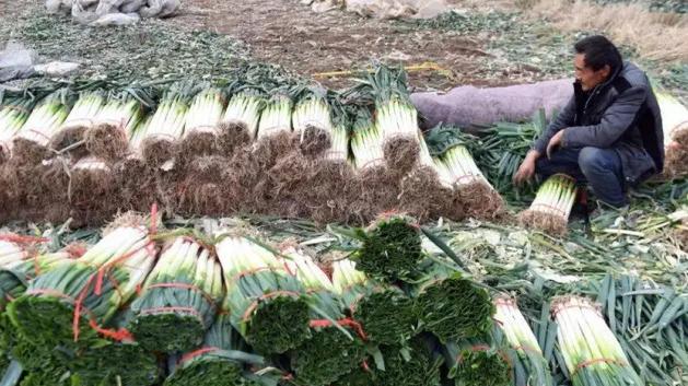 50万斤遇滞销，求助获得10万斤订单，却无奈运不出去，下雪就完了