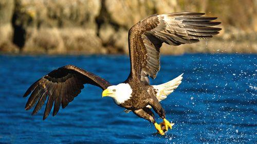 老鹰算不算“天空之王”？金鹰独特的蛙型攻击