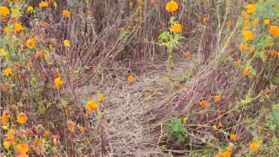 旅行|雕塑公园花海被踩踏出多条小道    网友呼吁：文明赏花！