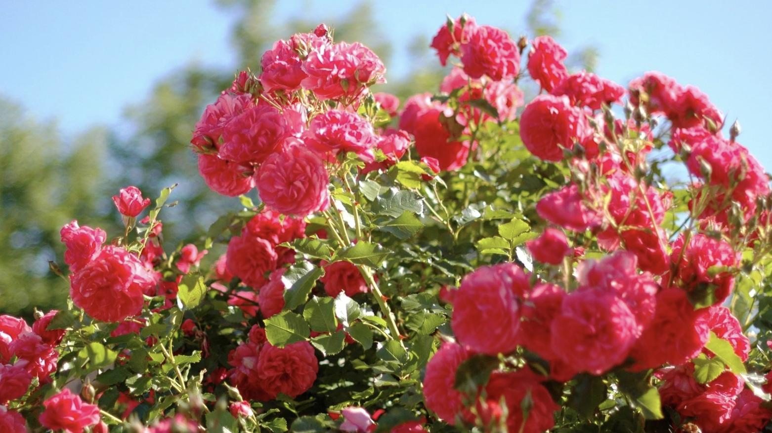 生肖|9月，升职加薪，钱包鼓起来的3个生肖，在职场中发挥出色，赢得嘉奖