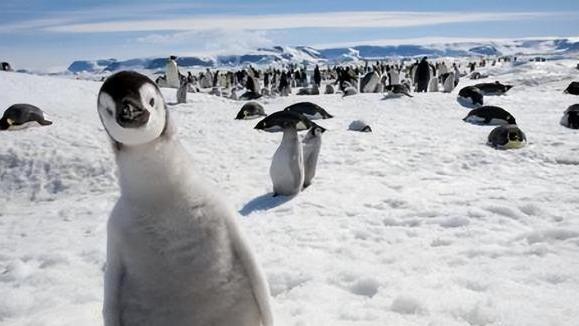 为什么说南极是生命禁区？冰冷的深海之下，到底隐藏着多少秘密？