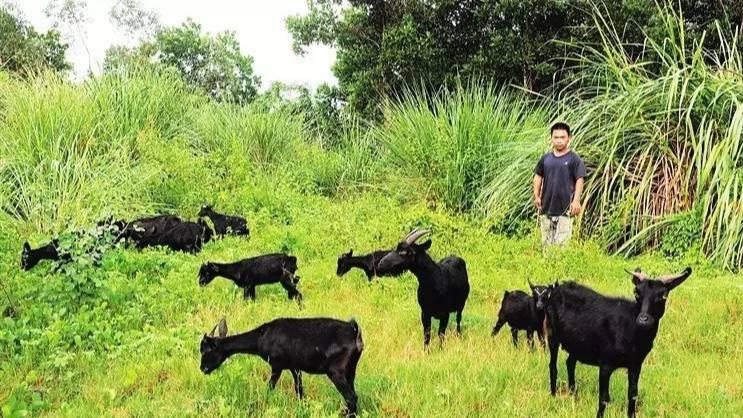 黑山羊是“恶魔”？别傻了，都是训练出来的