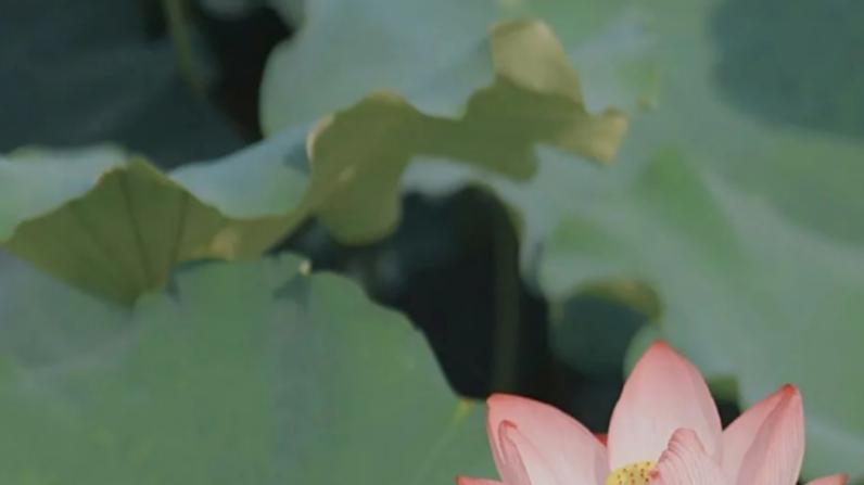 运势|生肖马人，求职要把握住这两年的机会