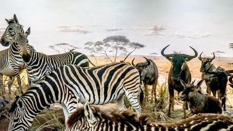 非洲草原上的“粮库”角马，社交与繁殖方式，都十分奇特