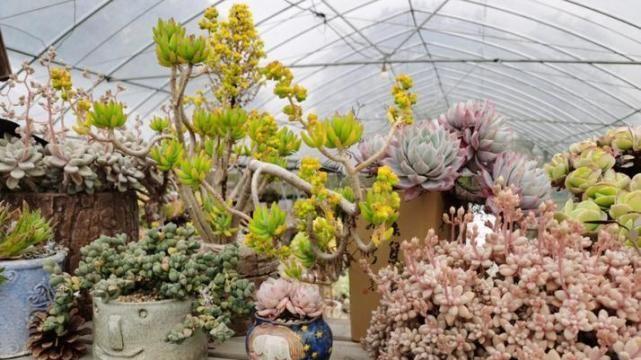 |多肉姑娘和小鲜肉在一起，你怎么看？