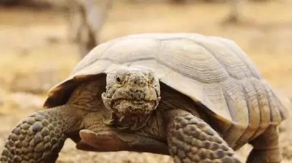 你知道吗？沙漠乌龟转角遇到爱，世界最小伞兵上演怪奇物语，动物超能力