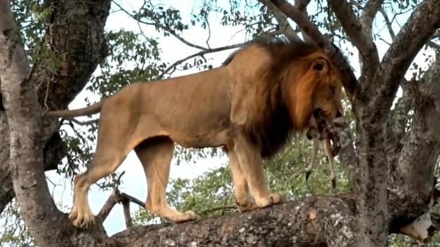 原来雄狮也会做“偷鸡摸狗”之事，趁花豹不在家，偷偷上树！