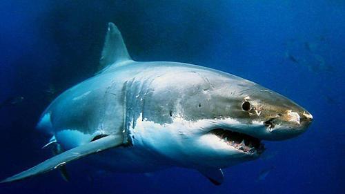 在地球畅游了四亿年的鲨鱼，竟会被人类催眠？