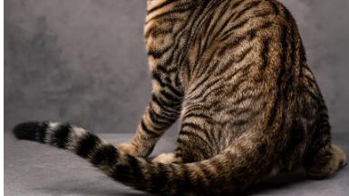 “配种一次6000元”，辽宁抚顺，男子花费54000元购买了一只玩具虎母猫