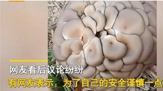 河南商丘，一名女子在麦田里劳作累了坐下来休息，无意间看到地头边上长着一堆蘑菇