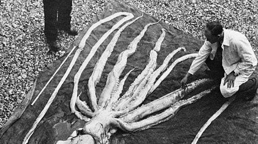 21种深海生物，做梦不要梦到他们