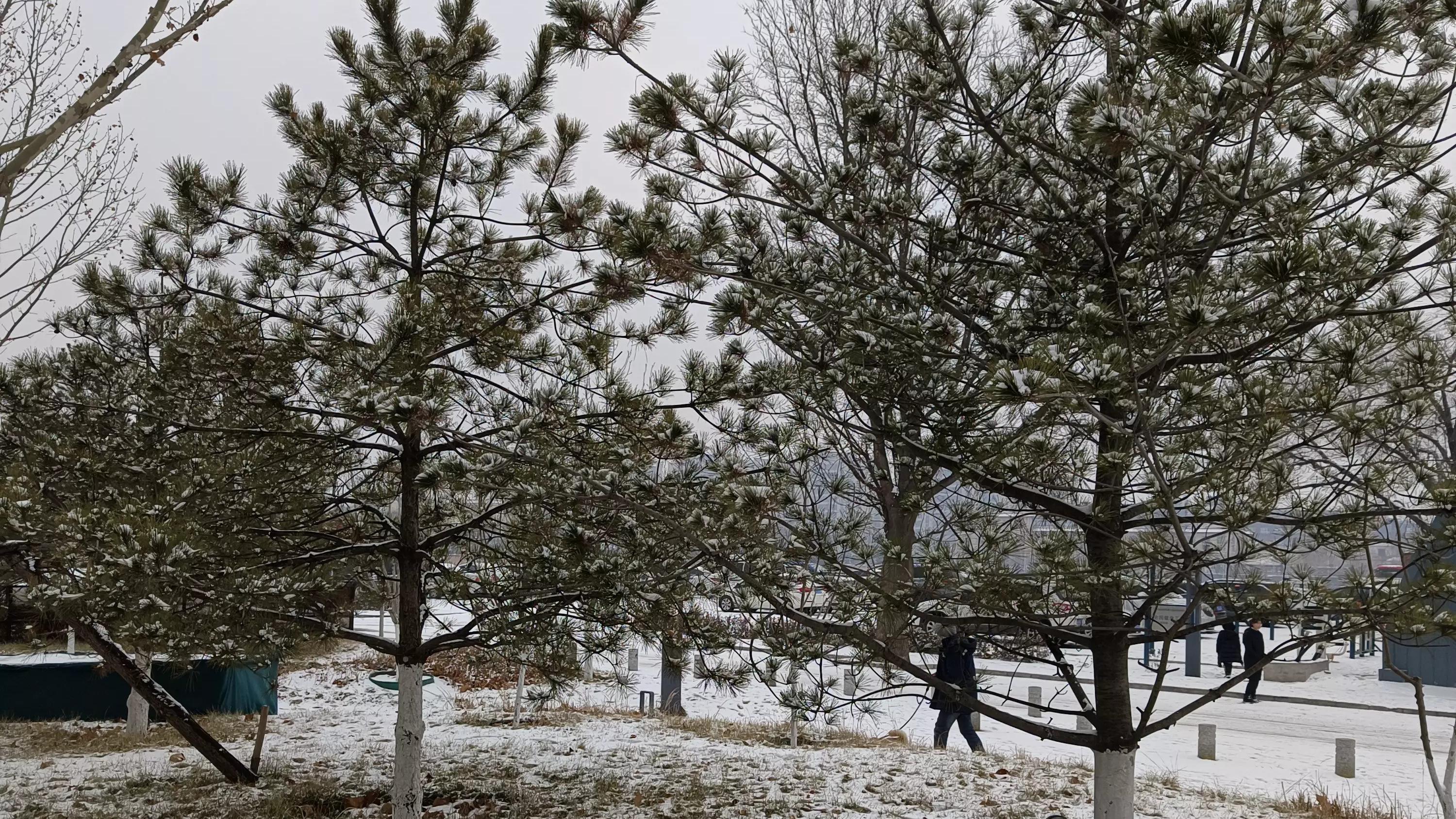 vivo s12|vivo S12镜头记忆下的2022年第一场雪