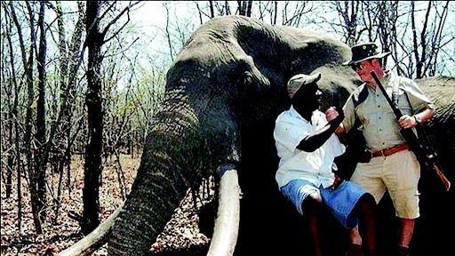 雄性非洲象只负责交配？刚成年的小象没有配偶权，只能找犀牛发泄