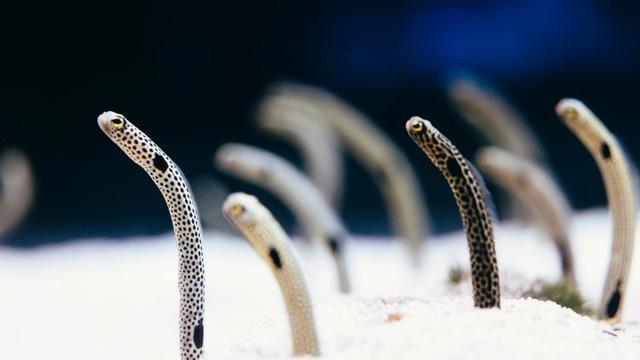 花园鳗，大半身体埋在海底，像被“种”起来一样，它们怎么觅食？