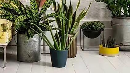 卧室养什么花好？就养“5种”，好养美观，休息睡眠好空气更好