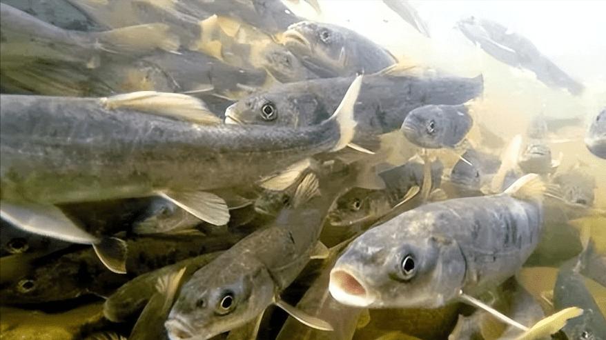 海口|我国最大咸水湖青海湖，一年出鱼5000万斤，禁渔10年最大的鱼能有多大？